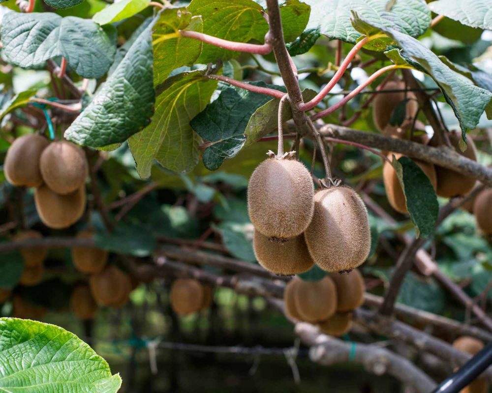 kiwi asturiano