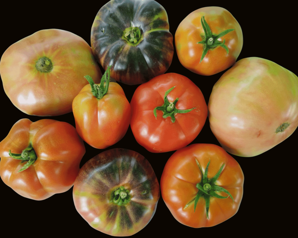 tomates asturianos variedades