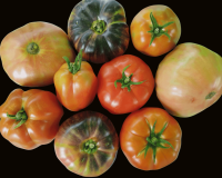 tomates asturianos variedades