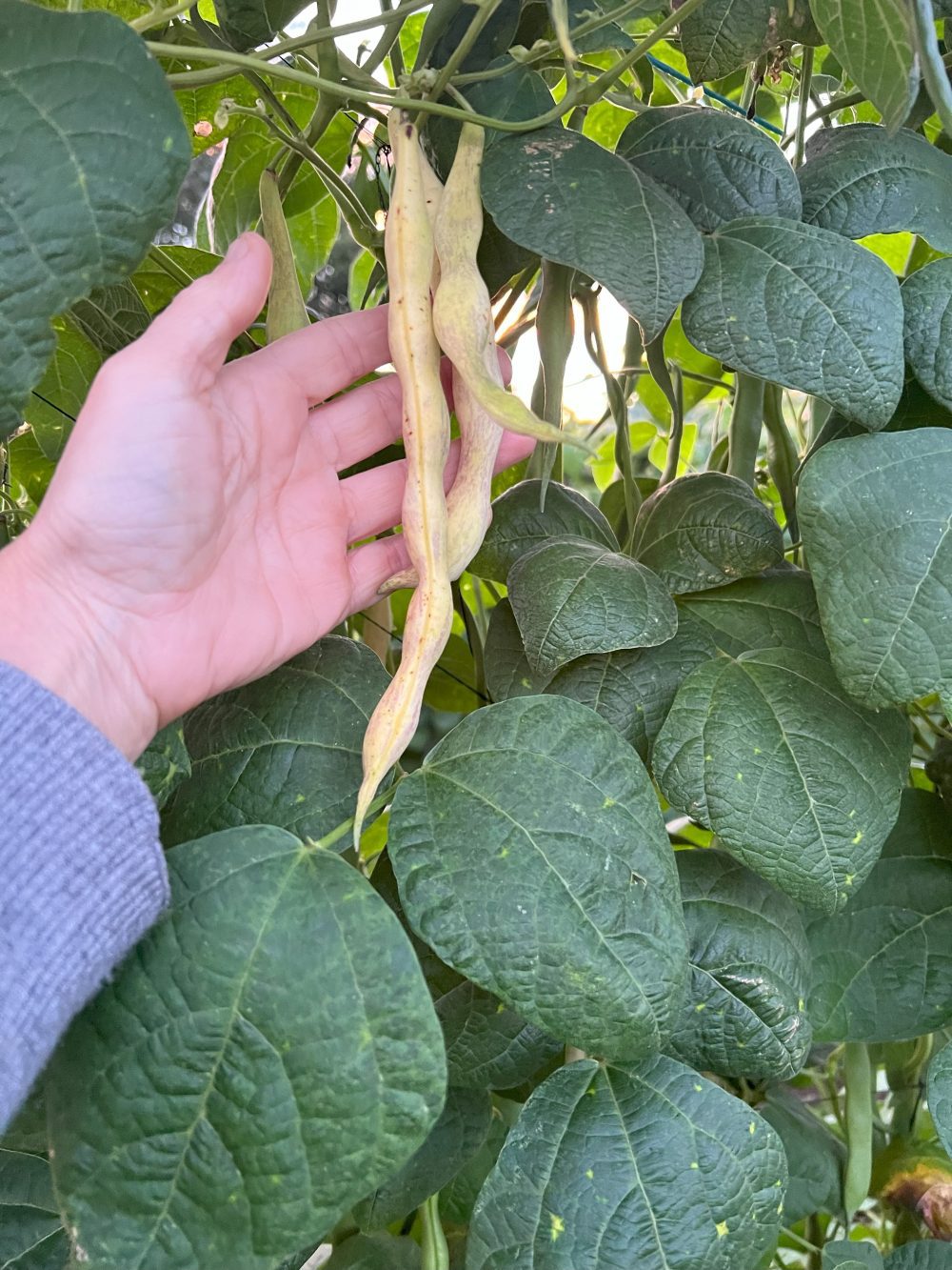 Mano sujetando una vaina de faba fresca
