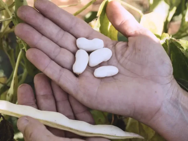 Faba fresca asturiana Casa Bartuelo